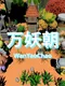 WanYaoChao