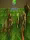 War Maze