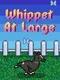 Whippet At Large