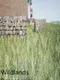 Wildlands Resurgence