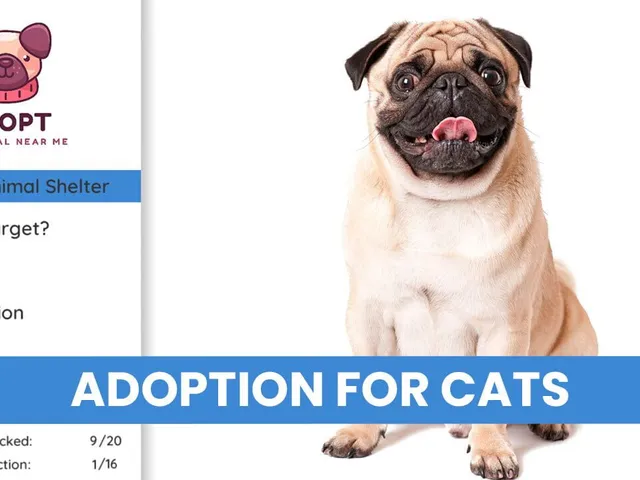 Adopt an Animal Near Me