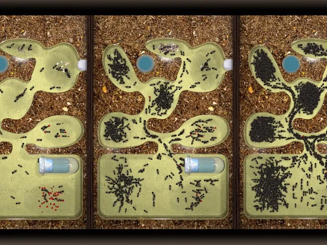 Ant Farm Simulator