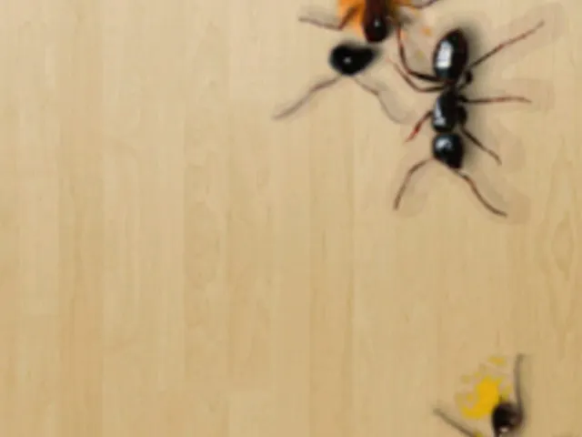 Ant Smasher Christmas
