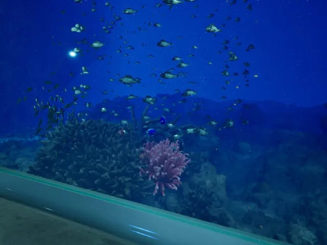 Aquarium at August 32nd