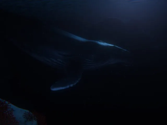 Beyond Blue