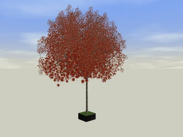 Bonsai