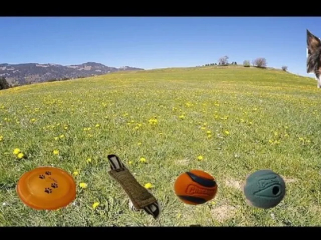 BorderCollie Game