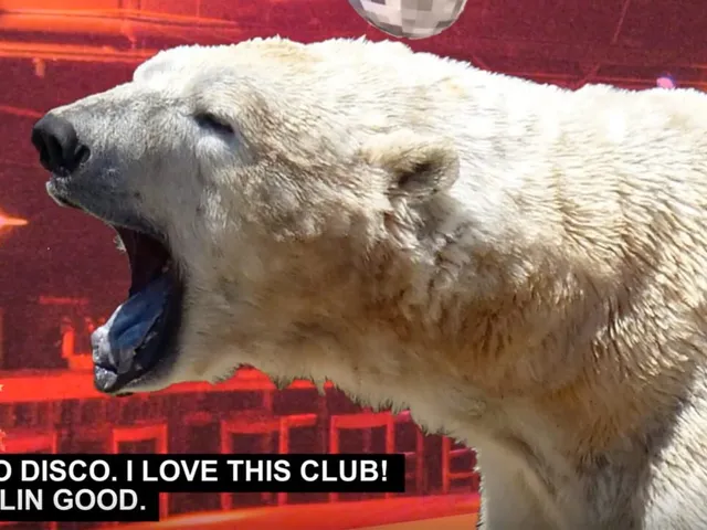Disco Bear