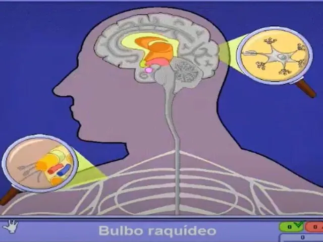 El cuerpo humano con Pipo