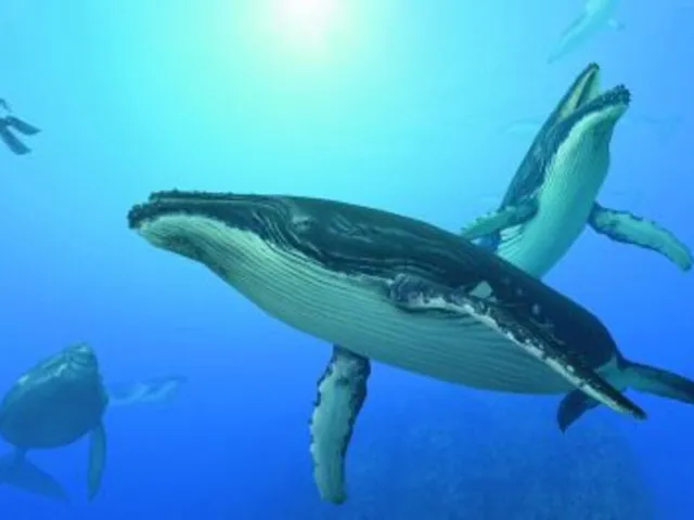 Endless Ocean: Blue World