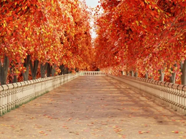 Escape Room Autumn