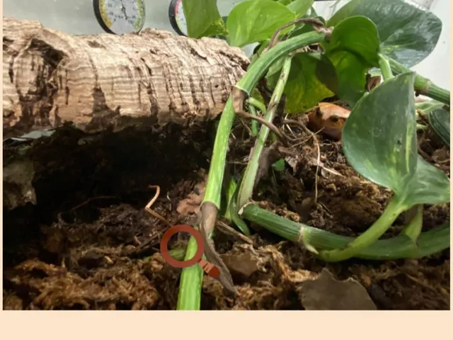Find-a-frog