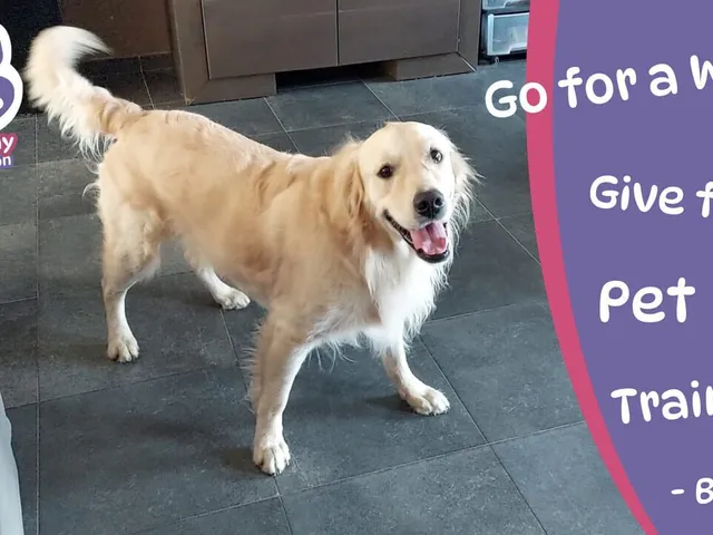 Golden Retriever Simple Life