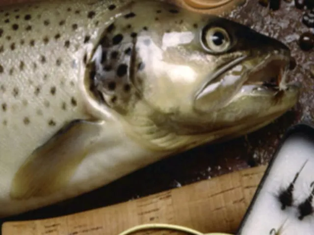 i Fishing Fly Fishing Edition