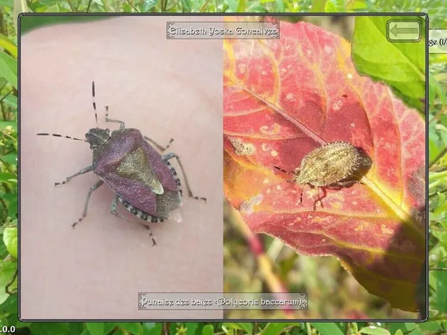 Insect Seeker