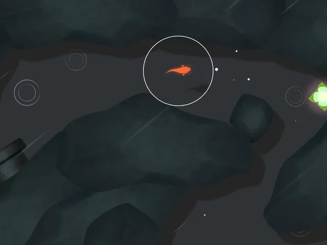 Koi