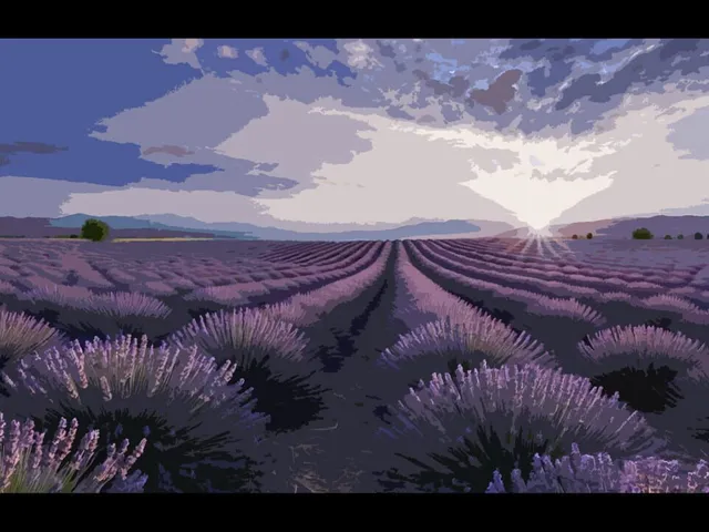 Lavender Field