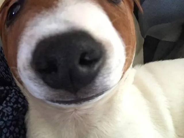 Meatball Dog