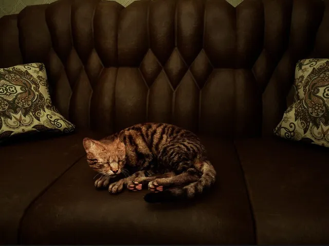 Meowmories