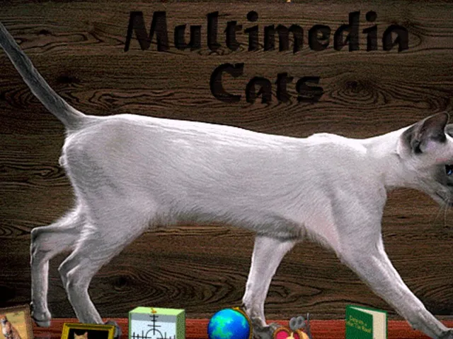Multimedia Cats