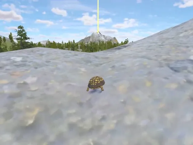Rabbit and Turtle