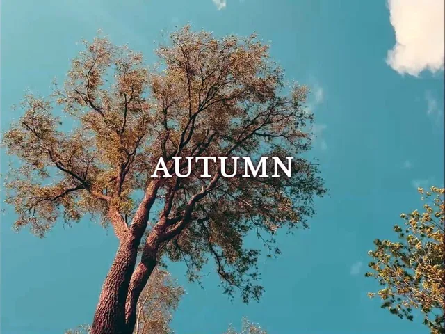 Screenplay in Autumn