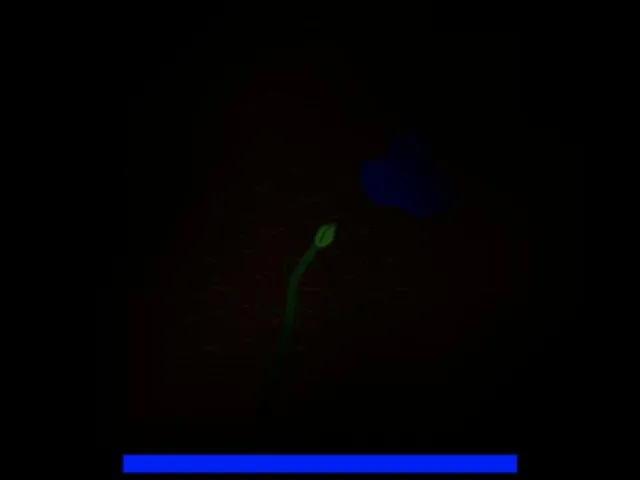 Seed