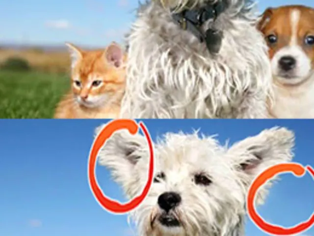 Spot the Differences!