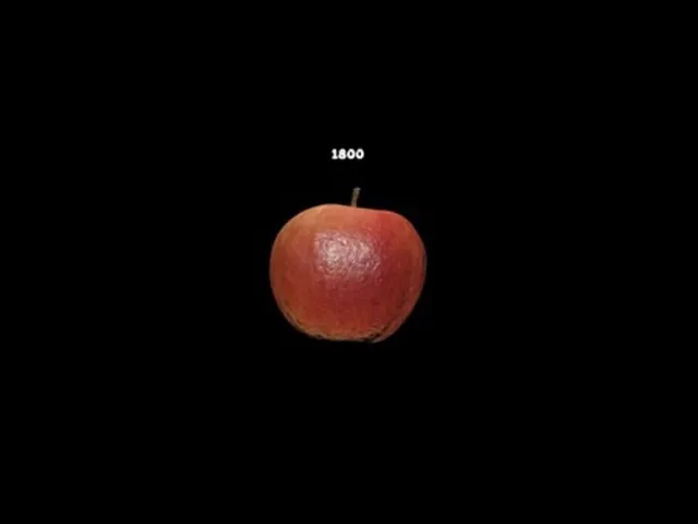 The Apple