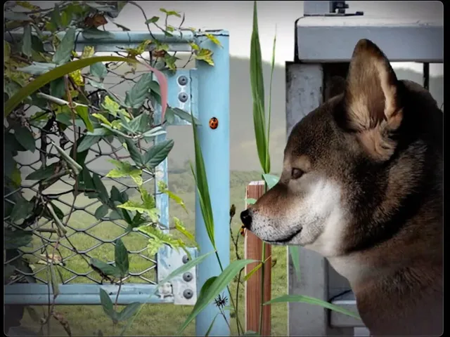 Tsugunohi: Pocky Dog’s Adventure