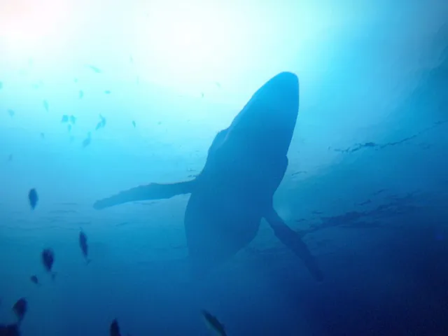 Under the Waves