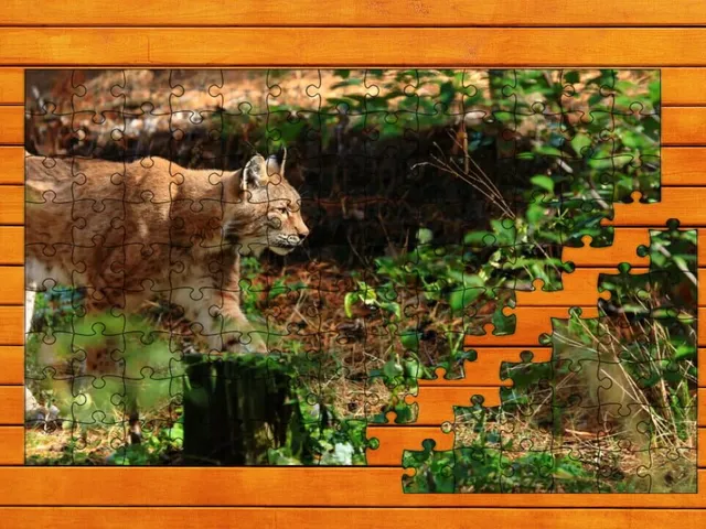 Wild Lynx Jigsaw